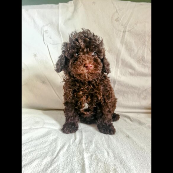 Toy Poodle - Both