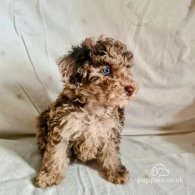 Toy Poodle - Both