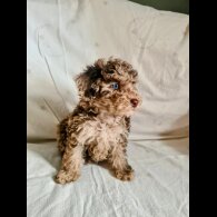 Toy Poodle - Both