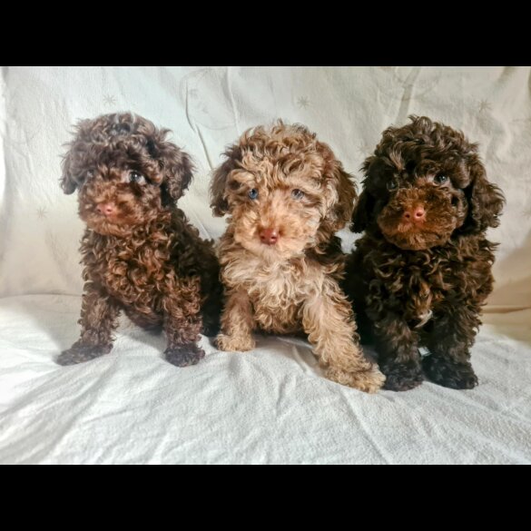 Toy Poodle - Both