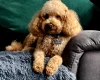 Toy Poodle