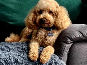 Toy Poodle