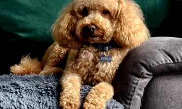 Toy Poodle