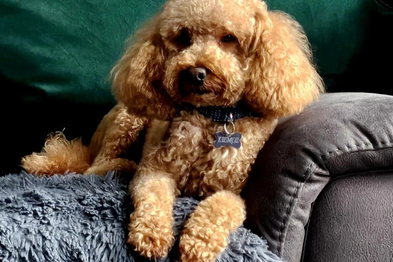 Toy Poodle