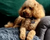 Toy Poodle