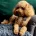 Toy Poodle