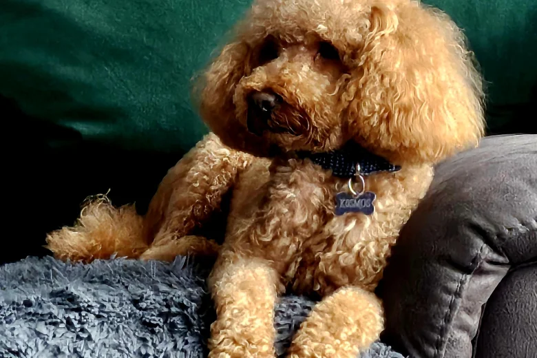 Toy Poodle