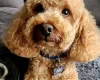Toy Poodle