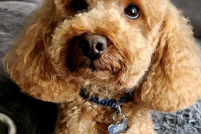 Toy Poodle