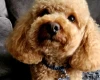 Toy Poodle