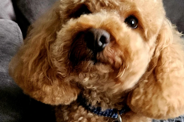 Toy Poodle