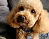 Toy Poodle