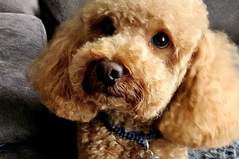 Toy Poodle