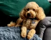 Toy Poodle