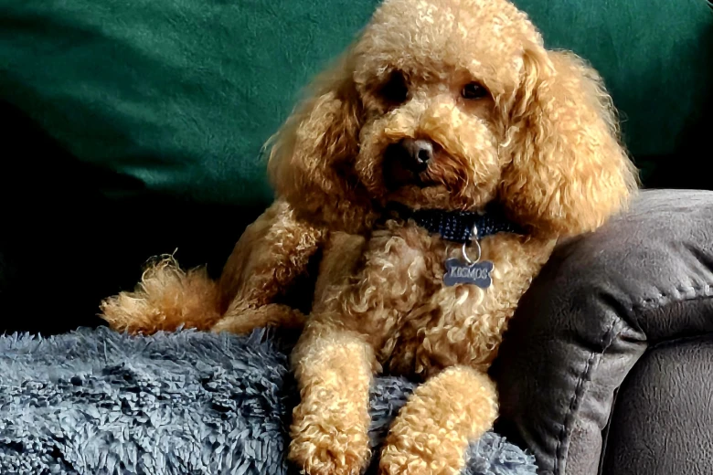 Toy Poodle