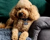 Toy Poodle