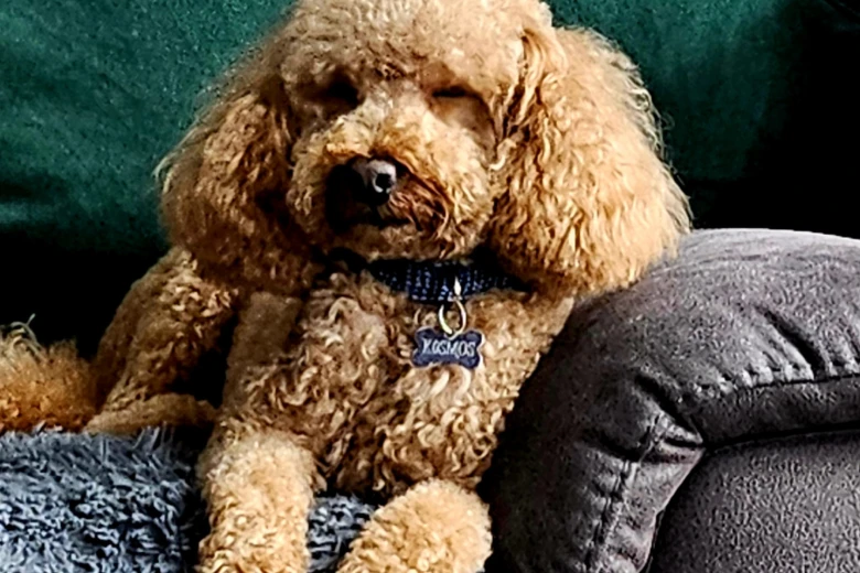 Toy Poodle