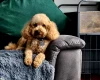 Toy Poodle