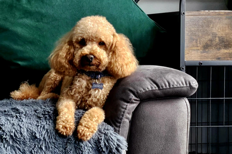 Toy Poodle