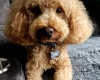 Toy Poodle