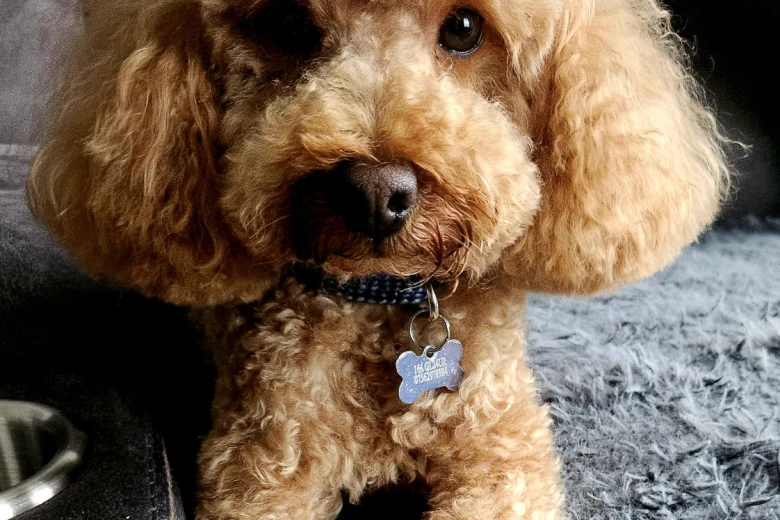Toy Poodle