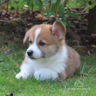 Welsh Corgi - Both