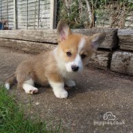 Welsh Corgi - Both