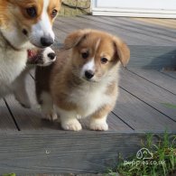 Welsh Corgi - Both