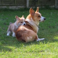 Welsh Corgi - Both