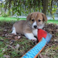 Welsh Corgi - Both