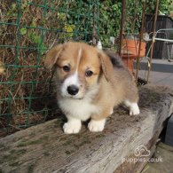 Welsh Corgi - Both