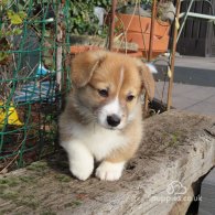 Welsh Corgi - Both