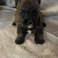 West Highland White Terrier - Both