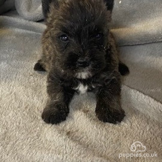 West Highland White Terrier - Both