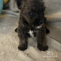 West Highland White Terrier - Both