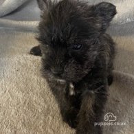 West Highland White Terrier - Both