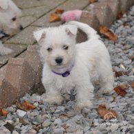 West Highland White Terrier - Both