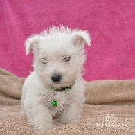 West Highland White Terrier - Both