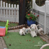 West Highland White Terrier - Both