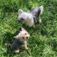 Yorkshire Terrier - Both