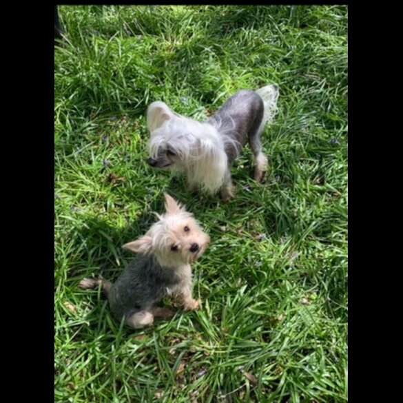 Yorkshire Terrier - Both