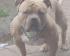American Bulldog