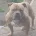 American Bulldog