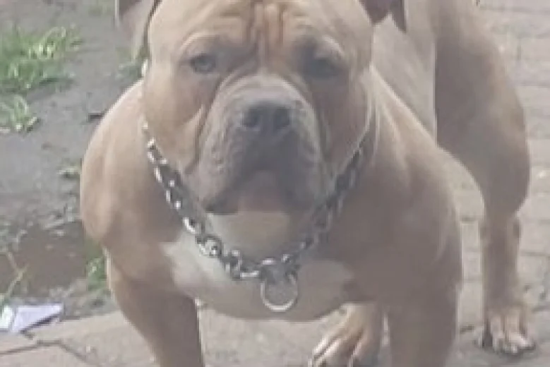 American Bulldog