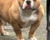 American Bulldog