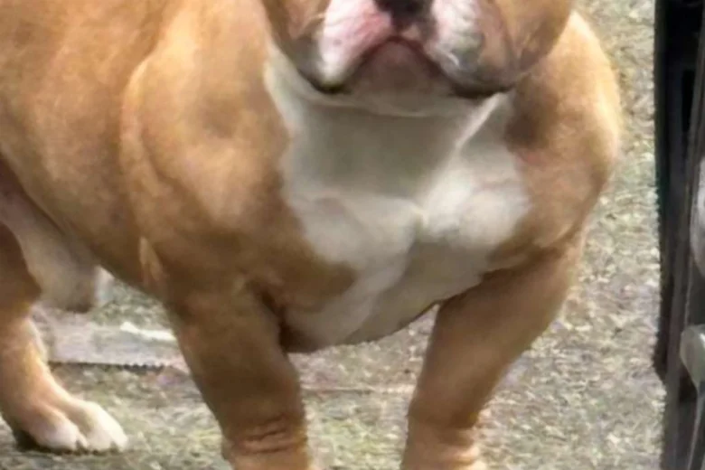 American Bulldog