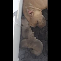 American Bulldog - Both