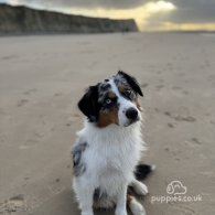 Australian Shepherd Dog - Both