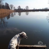 Australian Shepherd Dog - Both