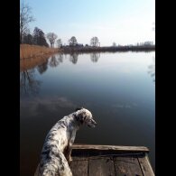 Australian Shepherd Dog - Both